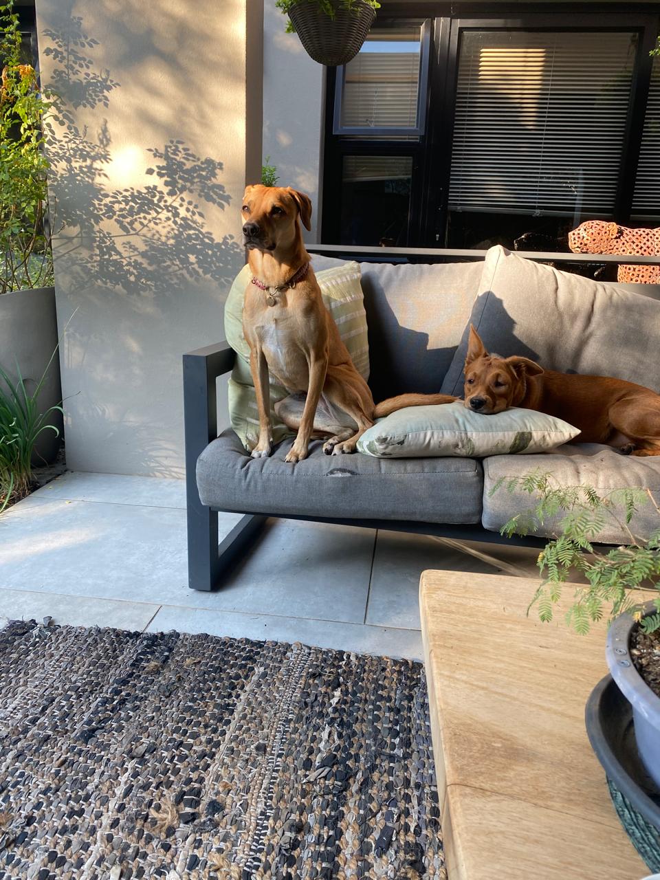 Two dogs relaxing together on an outdoor sofa at home