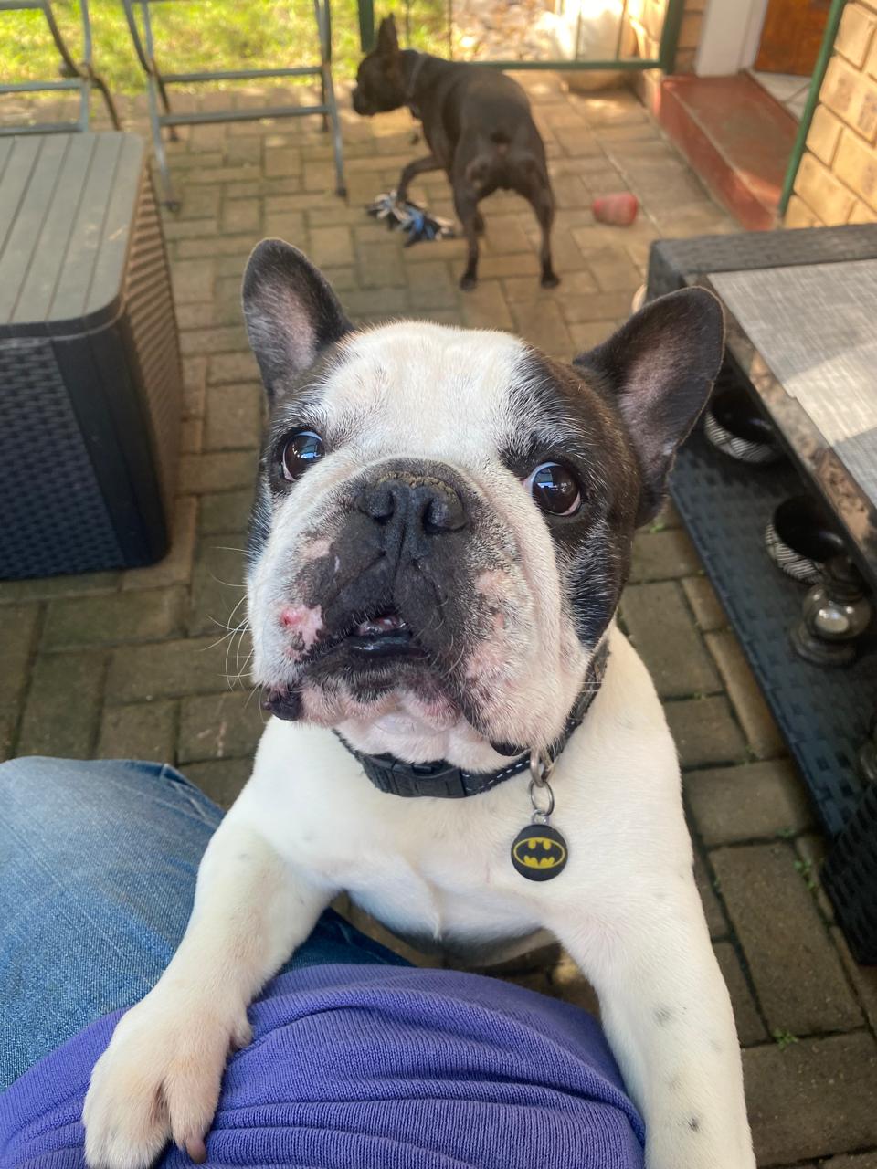 A French Bulldog leaning affectionately on its sitter's lap in the garden