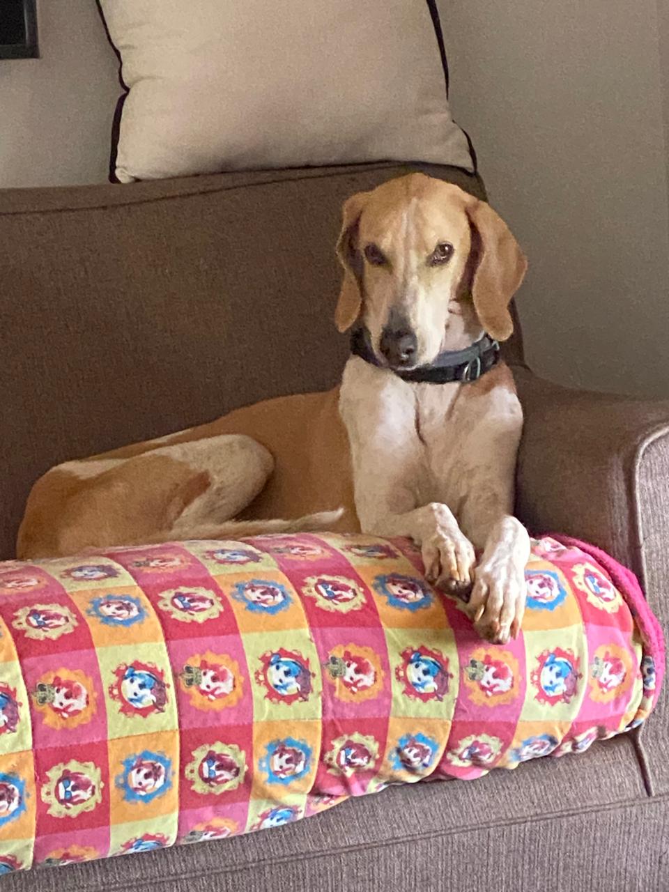 A cream Labrador resting comfortably on the sofa