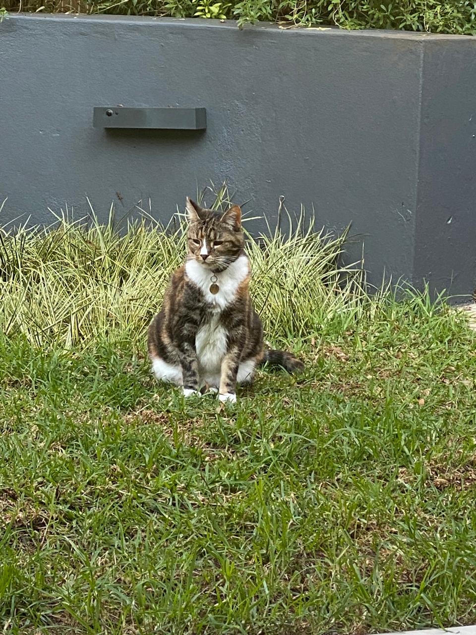 A tabby and white cat sitting calmly on the lawn