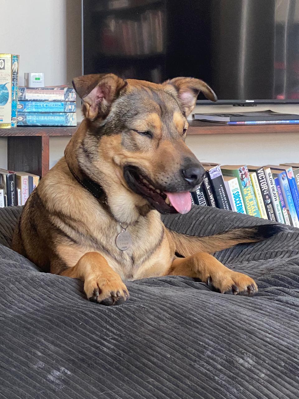 A happy brown dog lounging indoors