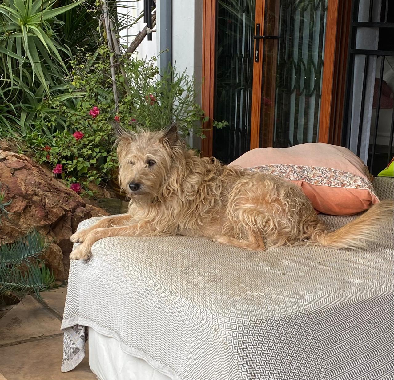 A relaxed dog resting on a cushioned day-bed in a sunny garden